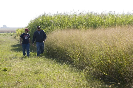 Miscanthus 094.jpg